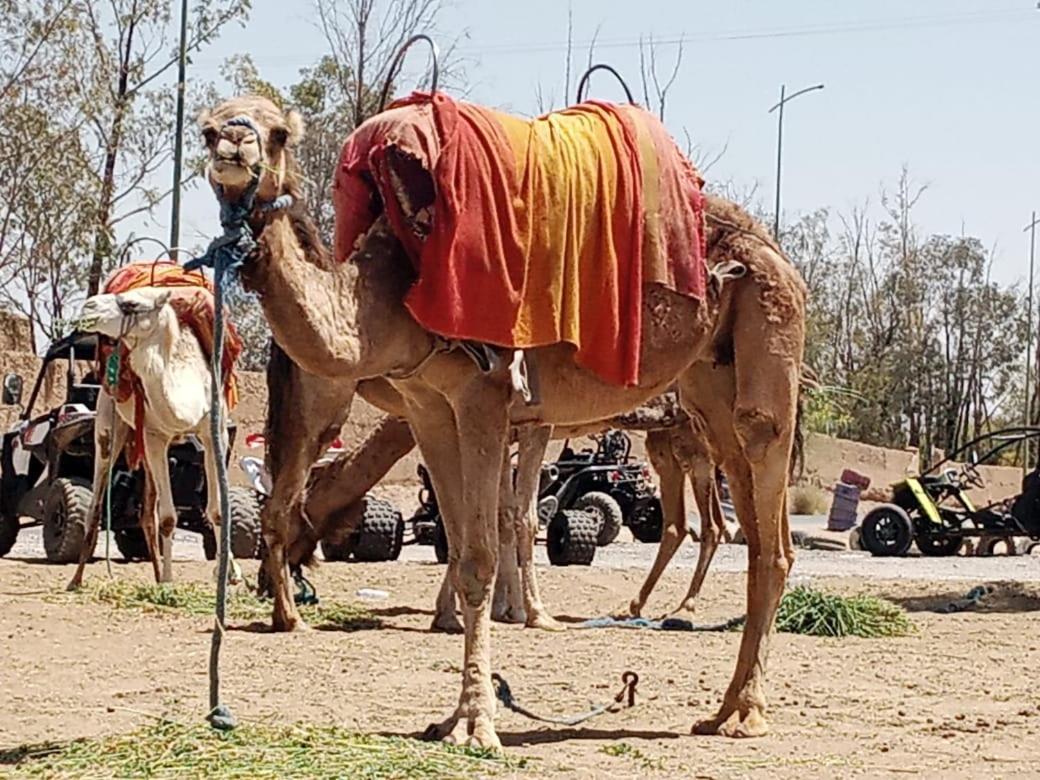 Готель Quad Marrakech Марракеш Екстер'єр фото